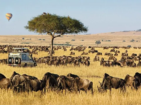 Wide grassland savanna