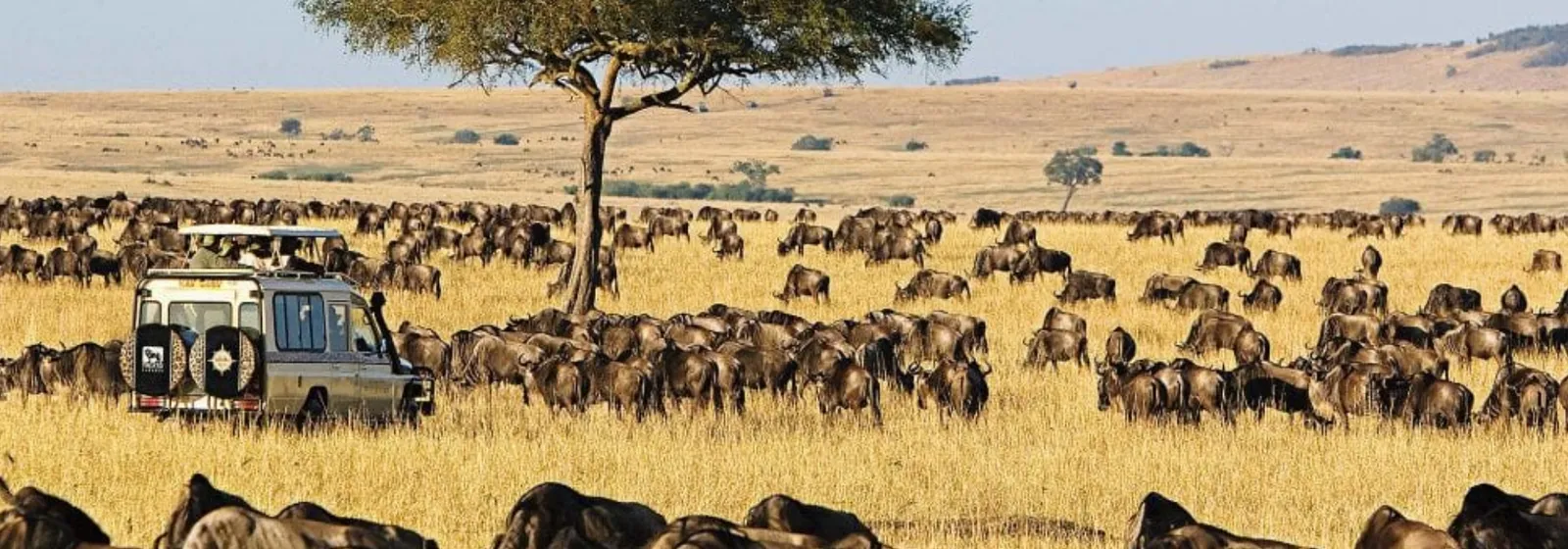 Wide grassland savanna at Nashulai Conservancy, Kenya