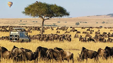 Wide grassland savanna at Nashulai Conservancy, Kenya